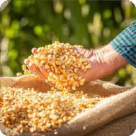 Corn